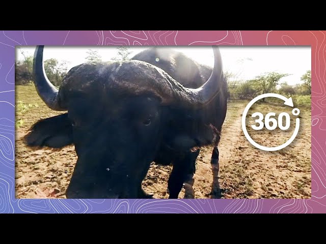 Close Encounter with Dangerous Cape Buffalo in 360 4K (Wildlife and Nature)