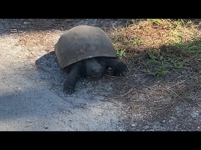 Officials investigating gopher tortoise deaths in St. Petersburg