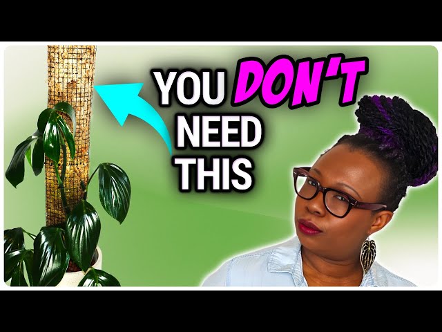 10 Houseplants That DON'T Need a Moss Pole!!