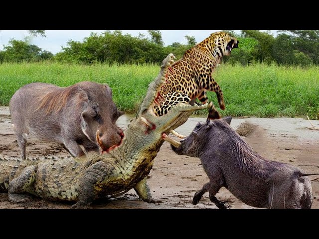 Wild Boar Kicks Crocodile In The Head To Rescue Leopard Escape From Crocodile Attack