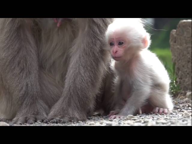 Funny Monkey Videos   Funny Animals Videos   Cute and funny baby monkey compilation