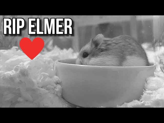 My HAMSTER ELMER DIED TODAY . . . 😢(*SAD* Goodnight Elmer)
