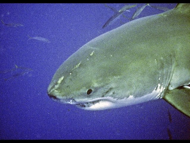 Great White Shark encounter!! Diving in Mexico!
