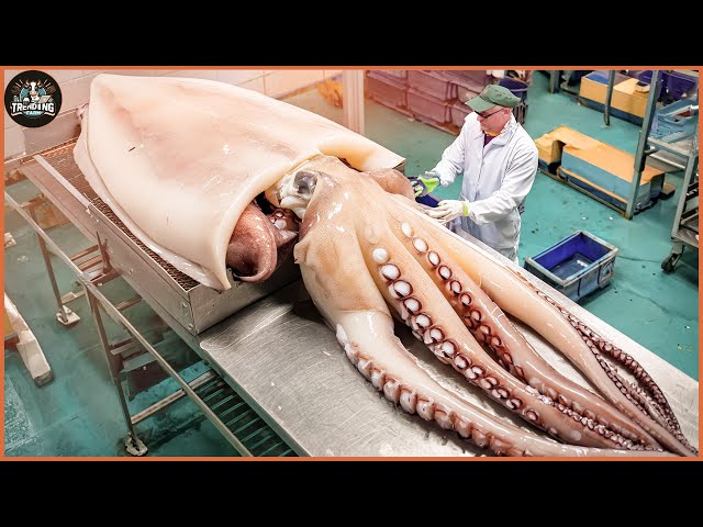 How A  American Farmers Make 7 Millions Of Dollars From Fishing And Processing Squid | Food Factory