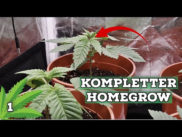 Anfänger-Grower - KOMPLETTER HOMEGROW - von Jungpflanze bis Ernte - Teil 1
