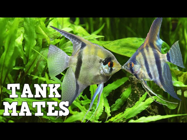 Top 10 Tank Mates For Freshwater Angelfish