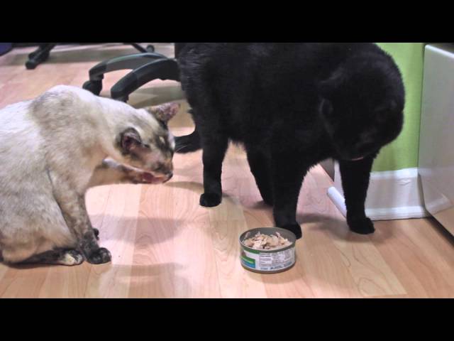 Cats Fight Over Tuna - N2 the Talking Cat