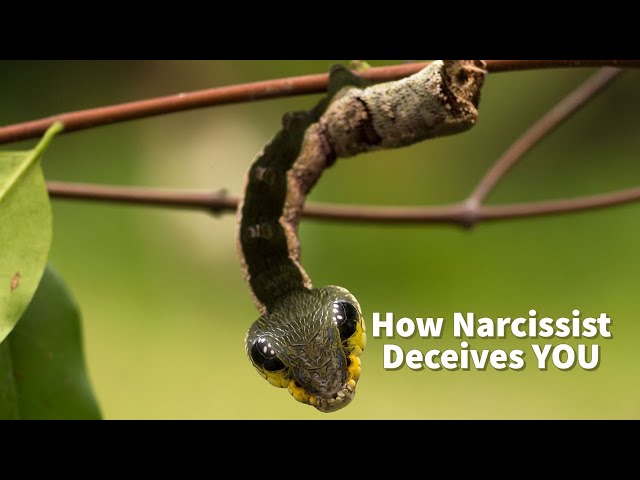 How Narcissist Deceives YOU (Aggressive Mimicry: Predator Faking Prey)