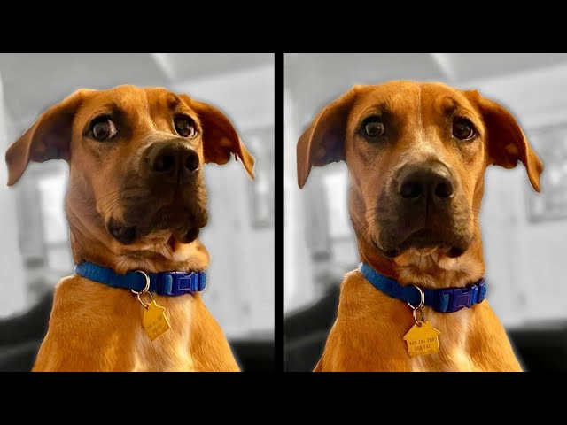 Poor Dog Finds Out That He Was Adopted 🤣 - Daily Dose Of Internet 2022