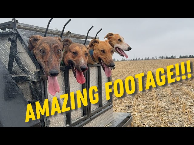 Coyote Hunt With Fast Dogs! Awesome Footage!