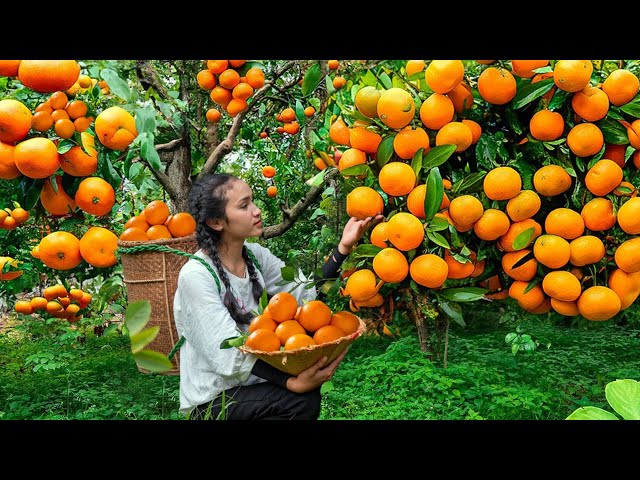 Harvesting MANDARIN, FRUIT CASHEW, GUAVA FRUIT - Cooking & Gardening | Tiểu Phi Daily Life