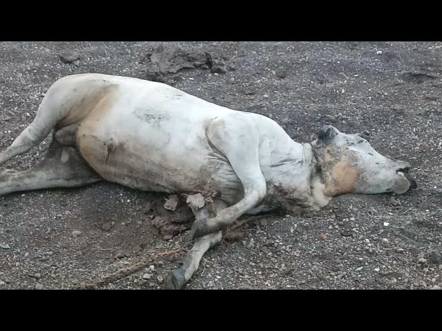 Seoni Mp 62 गायों की हत्या district seoni dhooma and dhanora 62 gayo ko gala rendkar hatya ki gai