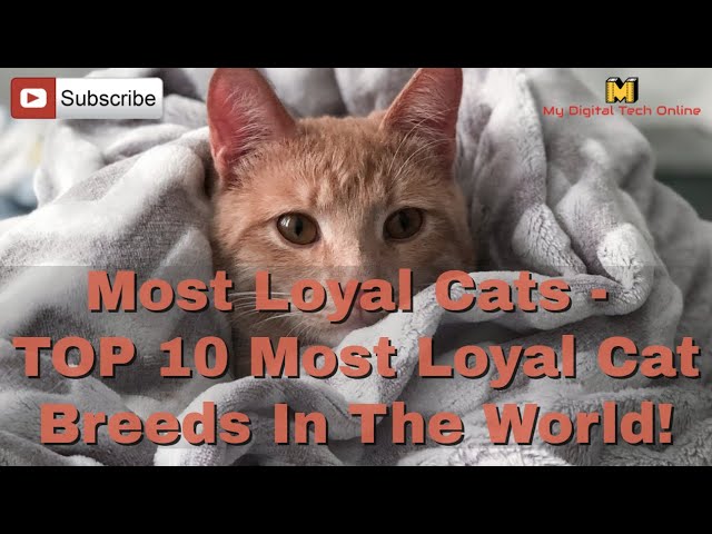 Most Loyal Cats - TOP 10 Most Loyal Cat Breeds In The World!