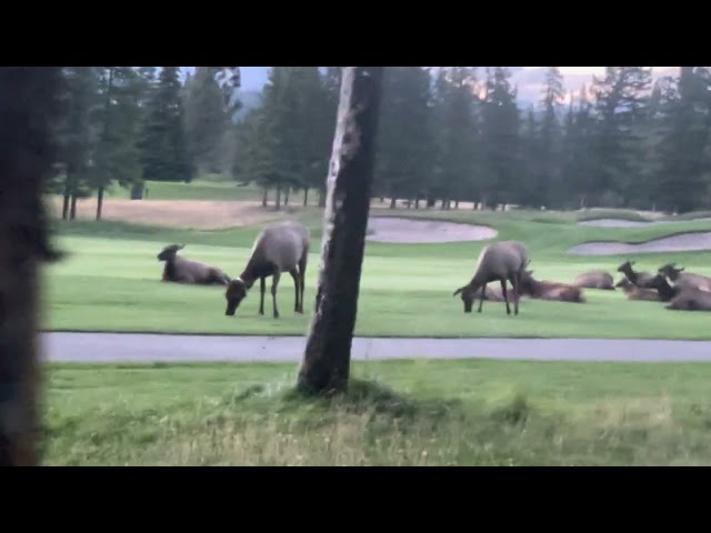 Canadian Elk