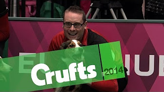 Flyball | Crufts 2014