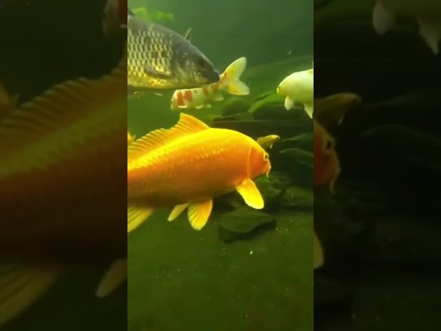 Wow! 🌈 Colorful Koi-Fish Dancing in the Pond