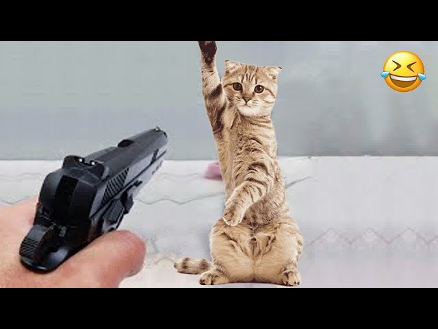 When God sends you a funny cat 🐱 Best Funniest Animals Video 2024 😂🐈