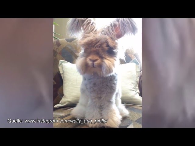 Wally - Die Videos von Molly hier! Das süsseste Kaninchen der Welt!