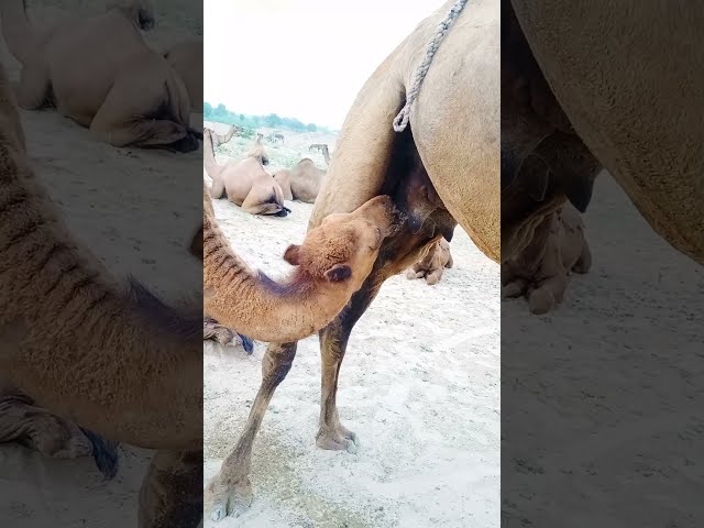 #Camel #Milking & Camel #feeding | Dachi ka dodh nikalna #shorts