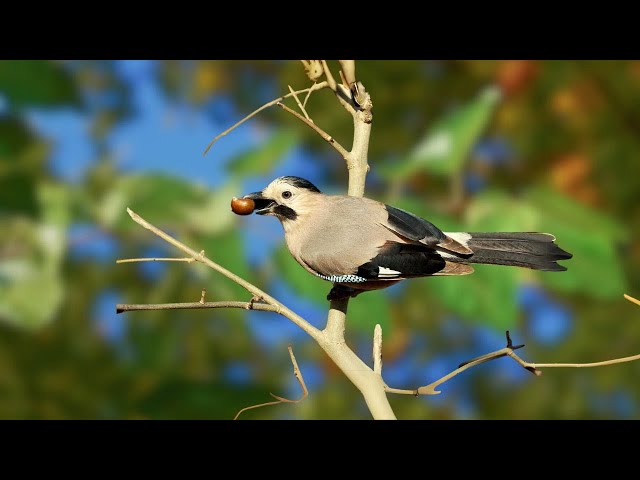 Nature Birds Sounds Relaxing - Forest Birdsong Nature Sounds - Relaxing Bird Sounds for Sleeping