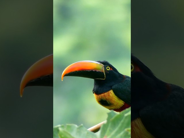 Attracting Birds ☺️😍 #animals #trending #birdslover🦅 #birdphotography #birds #forest #birdsounds