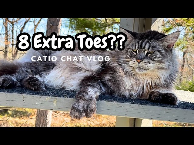 Polydactyl Pood And Zen On The Catio | Catio Chat Vlog #pets #animals #cats #catvideo