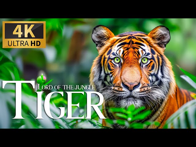 4K Tiger 🐯 Lord of the Jungle 🌿 Discovery Dreamy Relaxation Music