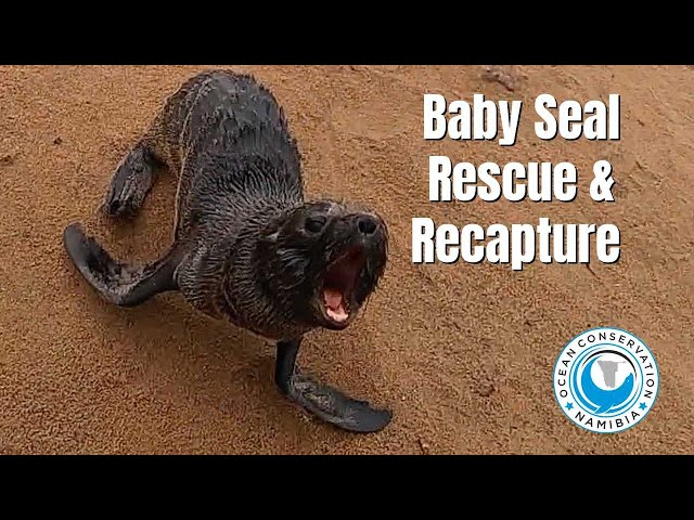 Baby Seal Rescue & Recapture