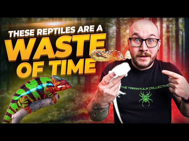 5 Popular Reptiles That Are NOT WORTH THE HASSLE!