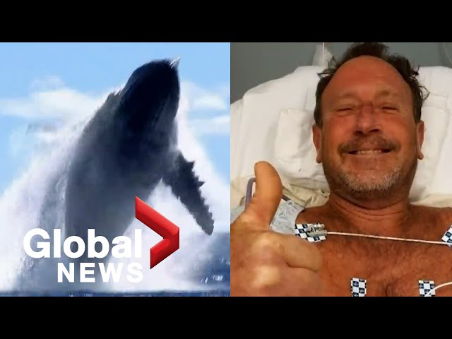 Whale of a tale: US diver survives nearly being swallowed by humpback whale