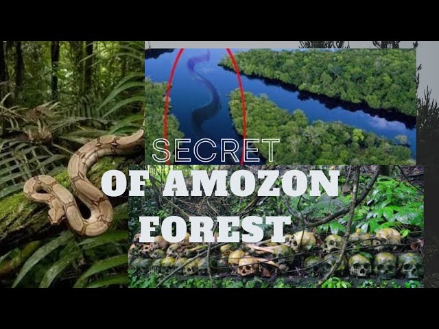 the history of amozon forest .why amozon forest known as lung 🫁 of the earth?