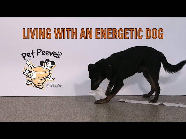 Living with an Energetic Dog