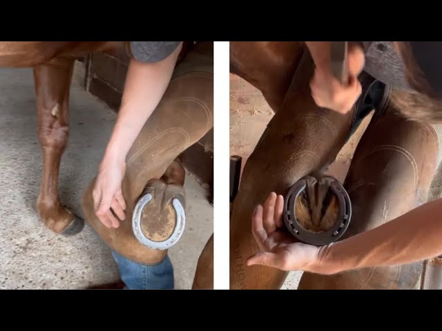 Shoeing a cutter start to finish