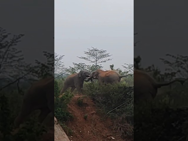 wild elephant fighting power , wild elephant attack