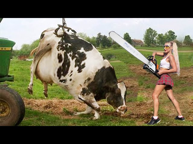 Dangerous Chainsaw Cow Milking Farming DIY Must-Watch!
