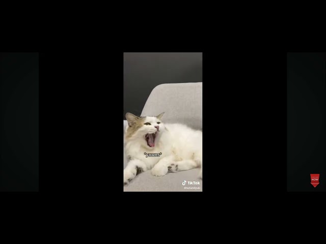 "Epic Cat Fails - Try Not to Laugh Watching These!"