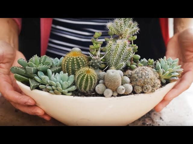 Cacti and Succulents Arrangement | First experience
