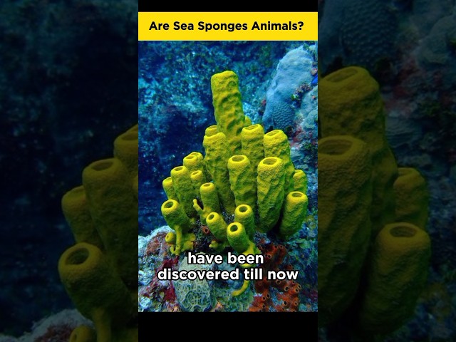 Are Sea Sponges Animals 🔥🔥 #shorts