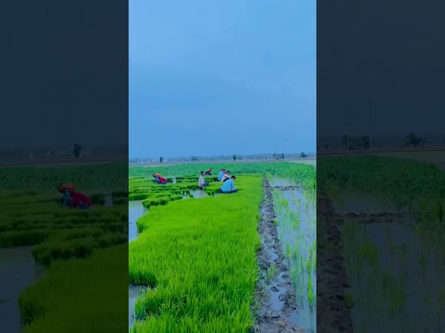 agriculture in India