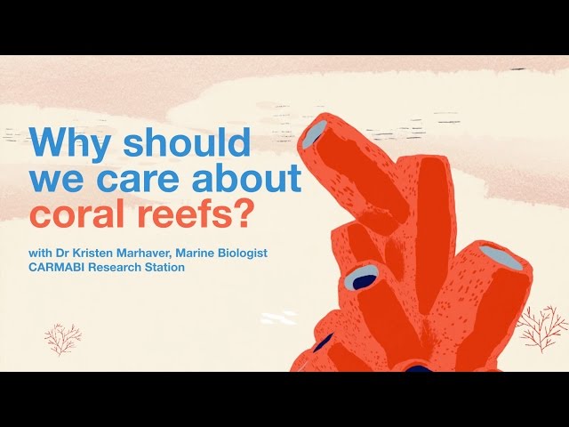 Why should we care about coral reefs?