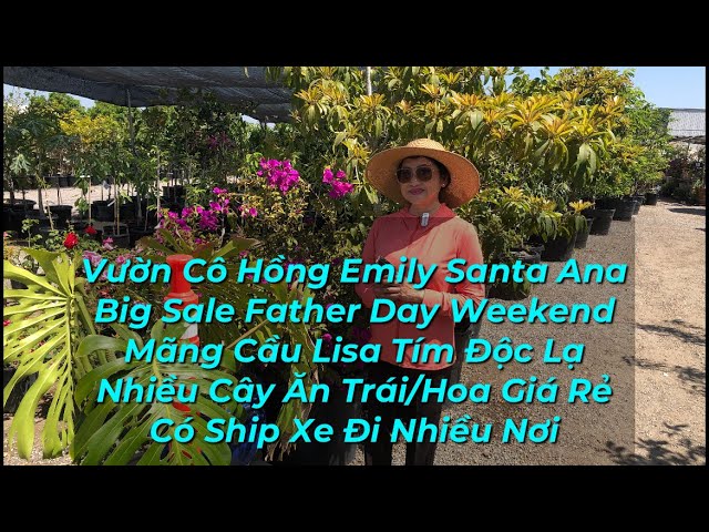 Vườn Cô Hồng Emily Tropical Nursery BIG SALE Father’s Day Đến Hết Chúa Nhật Tuần Này 06/16
