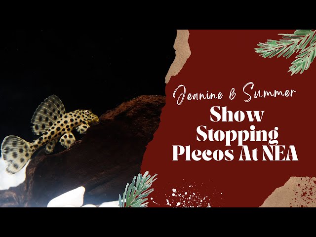 Show Stopping Plecos