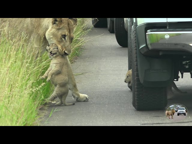 Newborn Lion Cub Try To Hide From Nasty Lioness Under A Car