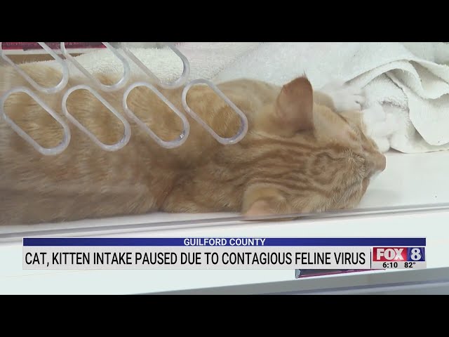Cat, kitten intake paused in Guilford County due to contagious feline virus