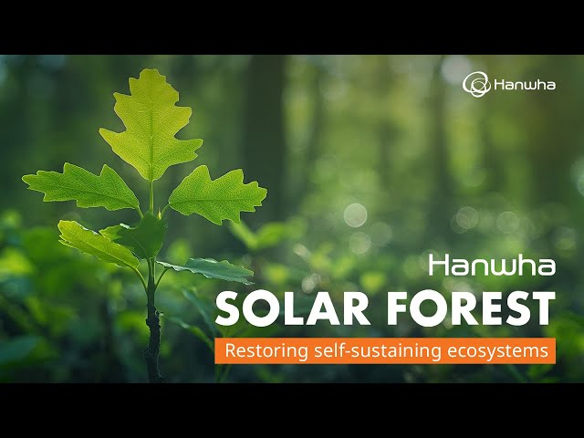 Biodiversity in action: Hanwha 11th Solar Forest