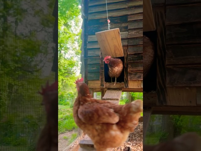 Where does “SHAKE YOUR TAIL FEATHER” come from? The Treehouse hens can help!