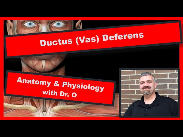Ductus (Vas) Deferens:  Anatomy and Physiology