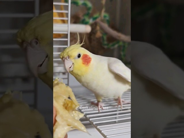 Cute Pete's First Taste Test: Adorable Cockatiel's Snack Reaction!