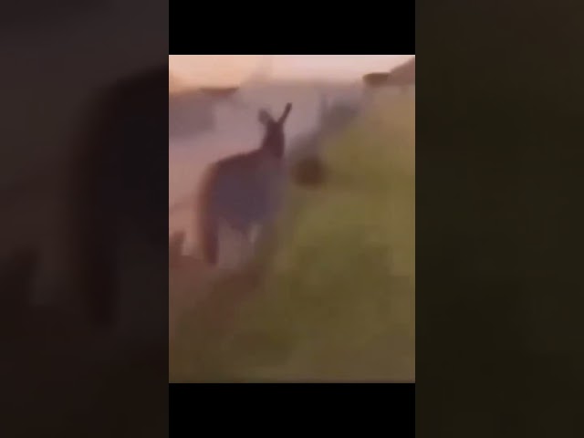 runaway donkey