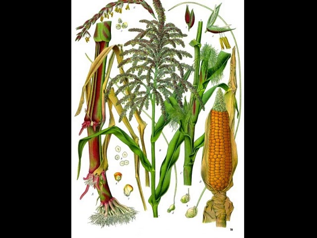 Maize | Wikipedia audio article